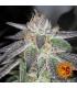 Peyote Cookies (Barney's Farm)