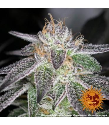 Peyote Cookies (Barney's Farm)