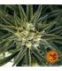 Peyote Cookies (Barney's Farm)