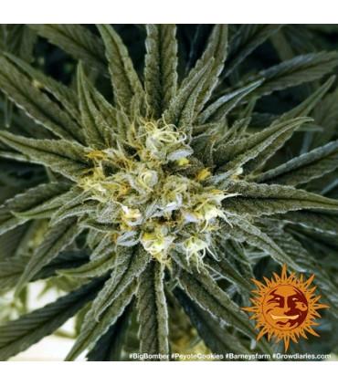 Peyote Cookies (Barney's Farm)