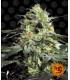 Peyote Cookies (Barney's Farm)