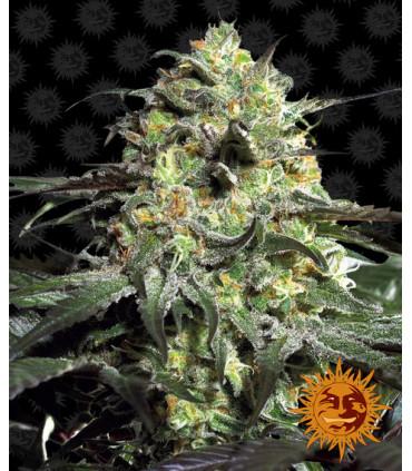 Peyote Cookies (Barney's Farm)