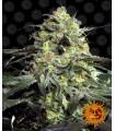 Peyote Cookies