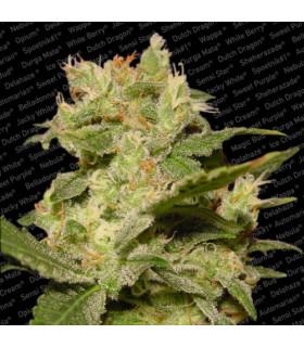 Auto Jack