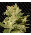 Auto Jack