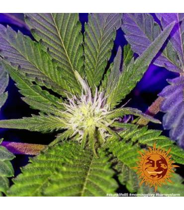 Morning Glory (Barney's Farm)