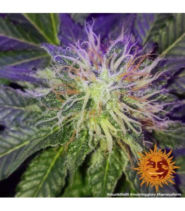 Morning Glory (Barney's Farm)