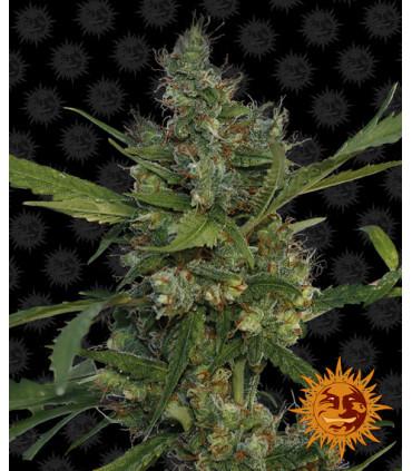 Morning Glory (Barney's Farm)