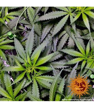 Liberty Haze - Barney's Farm