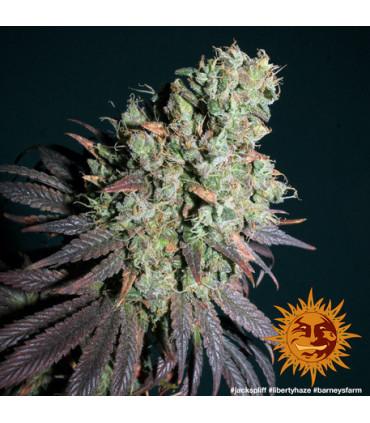 Liberty Haze - Barney's Farm