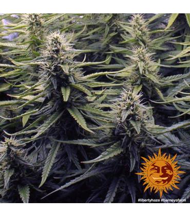 Liberty Haze - Barney's Farm