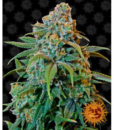 Liberty Haze - Barney's Farm