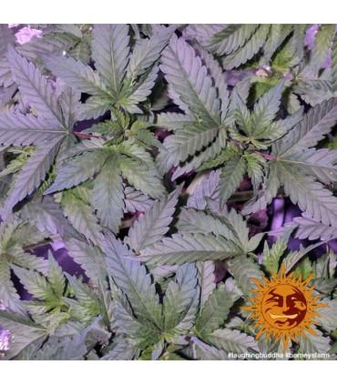 Laughing Buddha - Barney's Farm