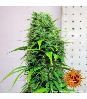 Laughing Buddha - Barney's Farm