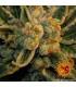 Laughing Buddha - Barney's Farm