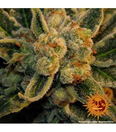 Laughing Buddha - Barney's Farm