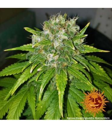 Laughing Buddha - Barney's Farm