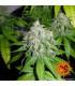 Laughing Buddha - Barney's Farm