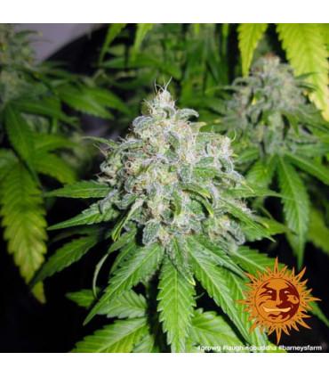 Laughing Buddha - Barney's Farm