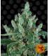 Laughing Buddha - Barney's Farm