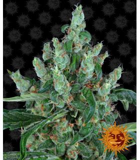 Laughing Buddha - Barney's Farm