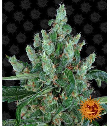 Laughing Buddha - Barney's Farm