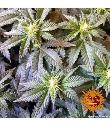 L.S.D. (Barney's Farm)