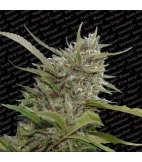 Auto White Berry