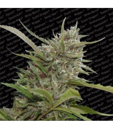 Auto White Berry