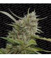 Auto White Berry