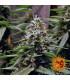 L.S.D. (Barney's Farm)