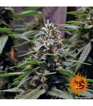 L.S.D. (Barney's Farm)