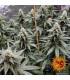 L.S.D. (Barney's Farm)
