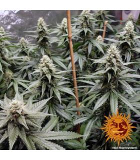L.S.D. (Barney's Farm)