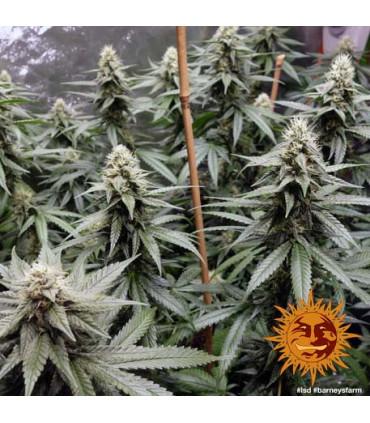 L.S.D. (Barney's Farm)