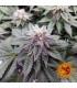L.S.D. (Barney's Farm)