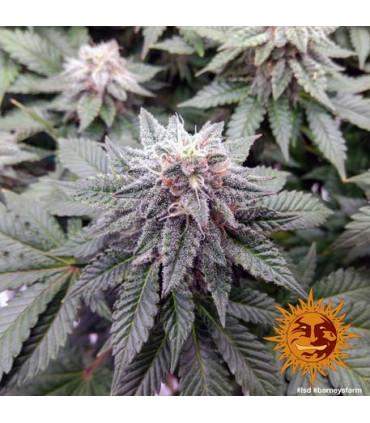 L.S.D. (Barney's Farm)