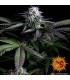 L.S.D. (Barney's Farm)