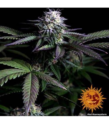 L.S.D. (Barney's Farm)