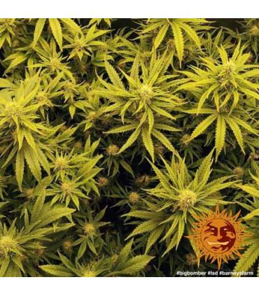 L.S.D. (Barney's Farm)