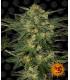 L.S.D. (Barney's Farm)