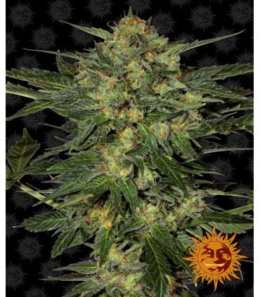 L.S.D. (Barney's Farm)