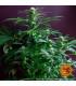 Gorilla Zkittlez (Barney's Farm)