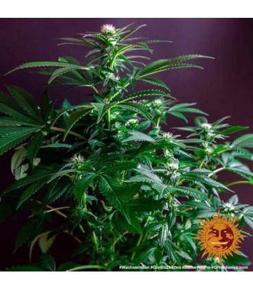 Gorilla Zkittlez (Barney's Farm)