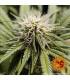 Gorilla Zkittlez (Barney's Farm)