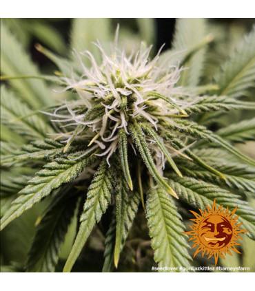 Gorilla Zkittlez (Barney's Farm)