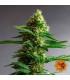 Gorilla Zkittlez (Barney's Farm)