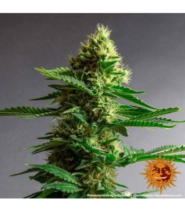 Gorilla Zkittlez (Barney's Farm)