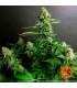 Gorilla Zkittlez (Barney's Farm)