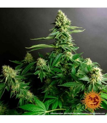 Gorilla Zkittlez (Barney's Farm)